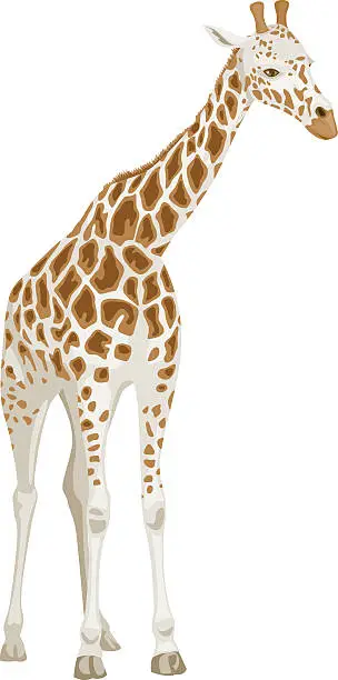 Vector illustration of Giraffe