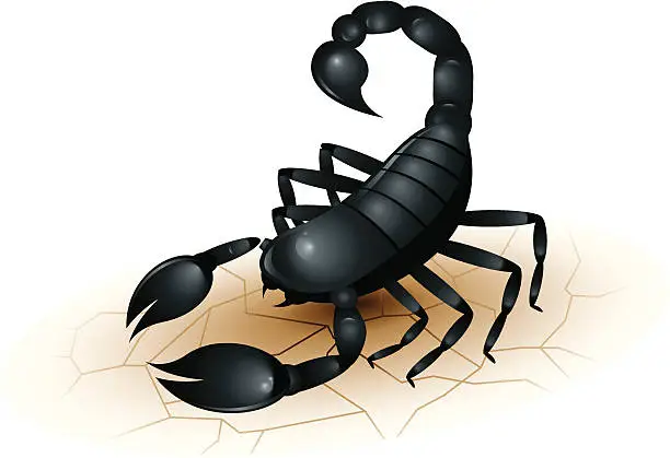 Vector illustration of Black Scorpion