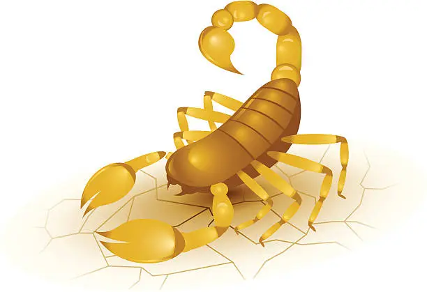 Vector illustration of Yellow Scorpion