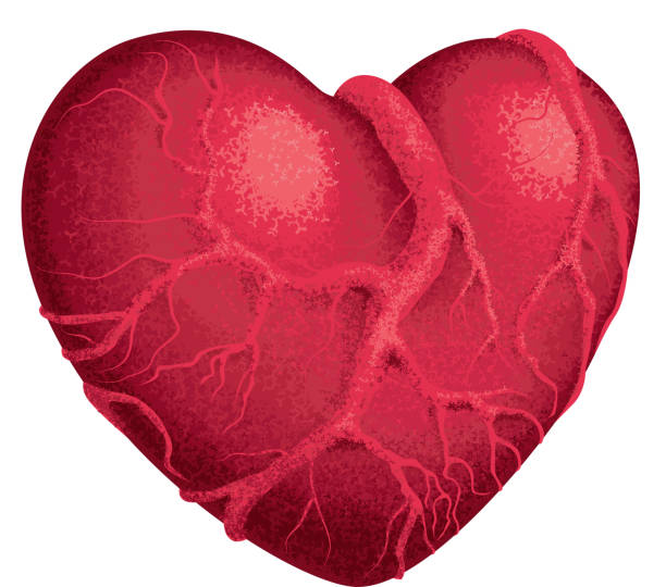 czerwone serca - heart shape human vein love human artery stock illustrations