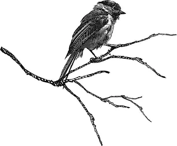Vector illustration of Engraving of Chickadee