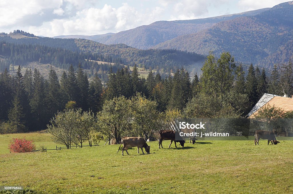 Gruppo di mucca al pascolo - Foto stock royalty-free di Agricoltura