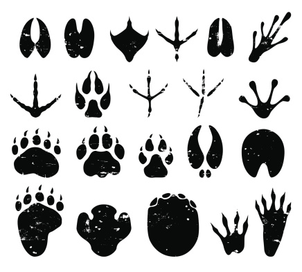 wild animal tracks illustrations.