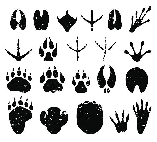 wild animal tracks wild animal tracks illustrations. animal foot stock illustrations