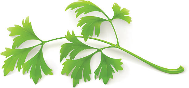 illustrazioni stock, clip art, cartoni animati e icone di tendenza di prezzemolo - parsley spice herb garnish