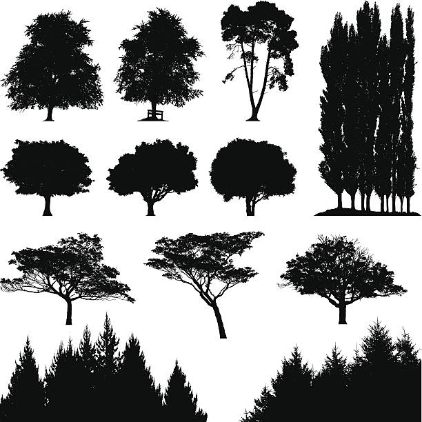 Tree silhouettes Highly detailed traces of various trees. pine trees silhouette stock illustrations