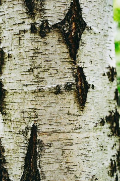 istock Silver Birch Trees Growing in Mixed UK Woodland 1039762578