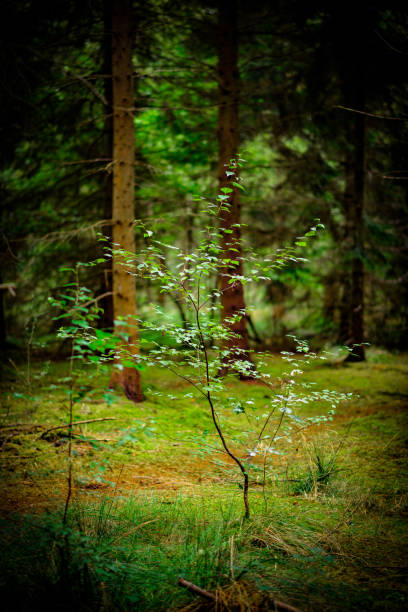 istock Trees Growing in Mixed UK Woodland 1039764734