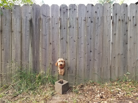 A friendly dog uses a hole in the fence to greet passersby.