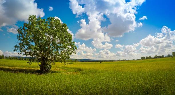 istock Panoramic Rice Field On Blue Sky Background, Thailand 1039771150