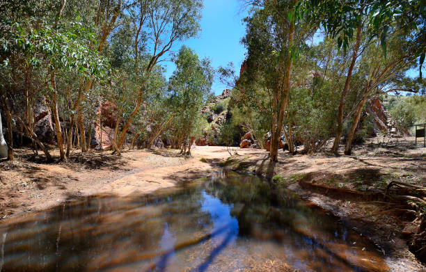 australia, nt, mcdonnell range - northern territory macdonnell ranges australia eucalyptus imagens e fotografias de stock