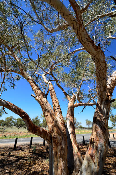 호주, 유 칼 리 나무 - northern territory macdonnell ranges australia eucalyptus 뉴스 사진 이미지