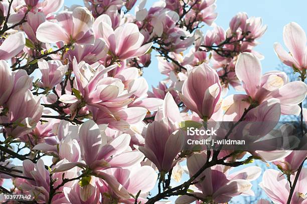 Magnoliatree Stock Photo - Download Image Now - Backgrounds, Beauty, Beauty In Nature