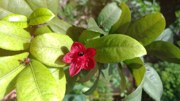 istock Red flowers are sunlight in the garden. 1039775876