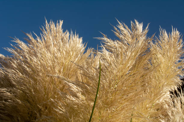 istock Grass plumes against clear sky 1039777956