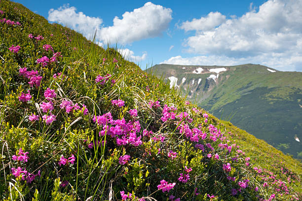 istock Mountain rhododendron blossoming 103977853