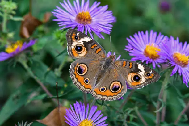 Junonia coenia, known as the common buckeye or buckeye on New England Aster. It is in the family Nymphalidae. Its original ancestry has been traced to Africa.