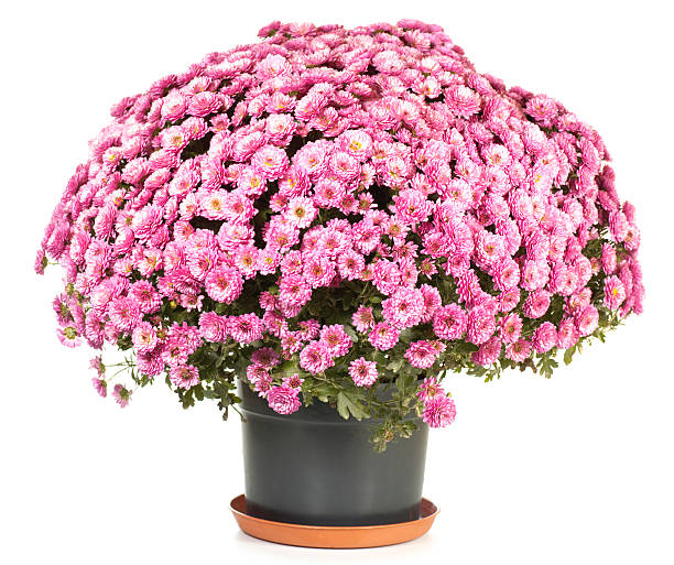 istock Chrysanthemums in flowerpot 103977928