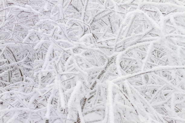istock Winter scenery with snow and frost covered trees 1039783756