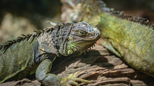 istock Animal Photo 1039784126