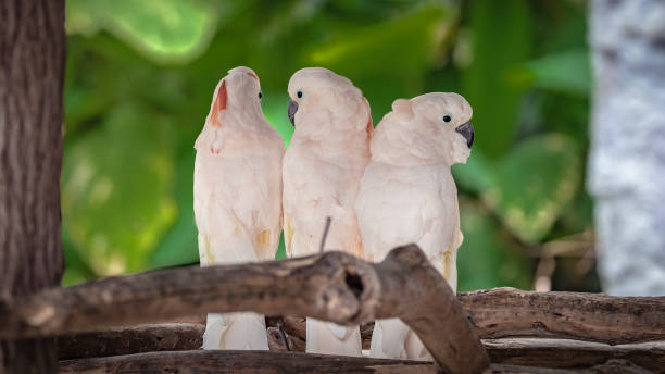 istock Animal Photo 1039784252