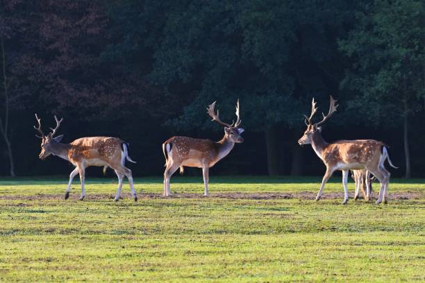istock Fallow - fallow deer. (Dama dama ) Beautiful natural background with animals. Forest and sunset. 1039788214