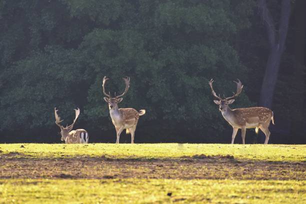 istock Fallow - fallow deer. (Dama dama ) Beautiful natural background with animals. Forest and sunset. 1039788300