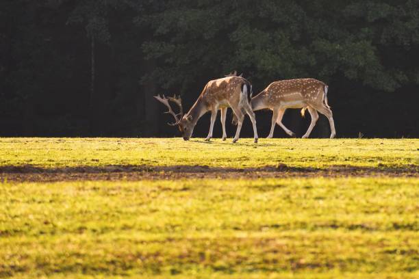 istock Fallow - fallow deer. (Dama dama ) Beautiful natural background with animals. Forest and sunset. 1039788474