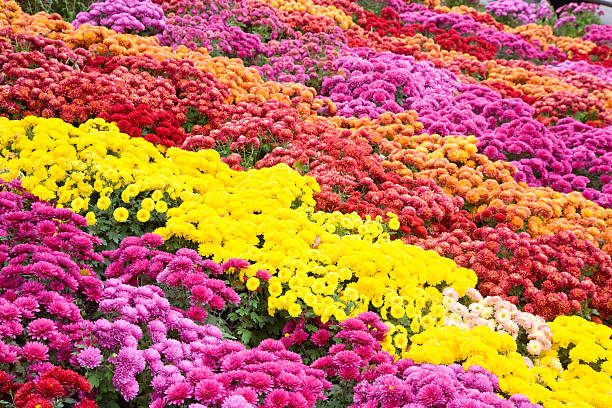 istock Beautiful Chrysanthemum flower beds 103978866