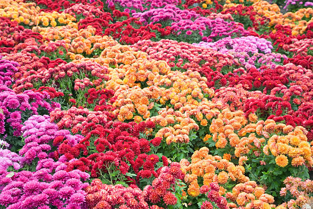 istock chrysanthemum flower-bed 103979031