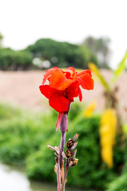 istock Radiant Canna Lily Blossom on a Summer Day 1039790502