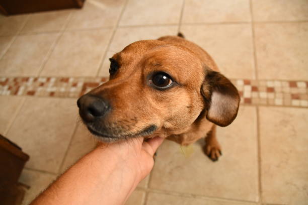 istock Tucker Loves the Chin Scratch 1039790634