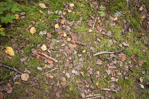 Leaves and twigs on the forest floor