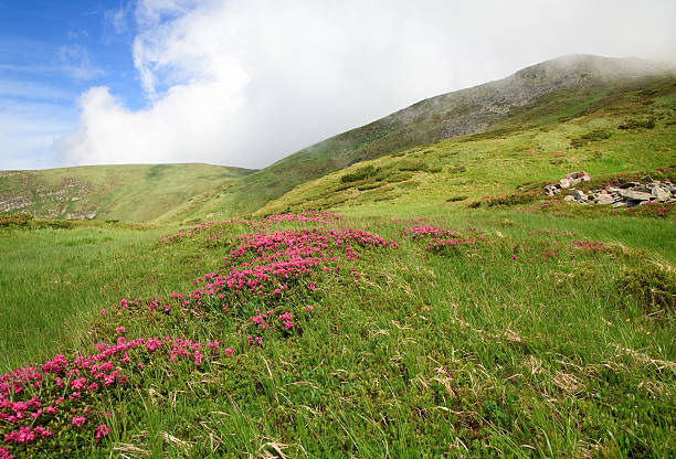 istock Rhododendron flowers in summer mountain 103979402