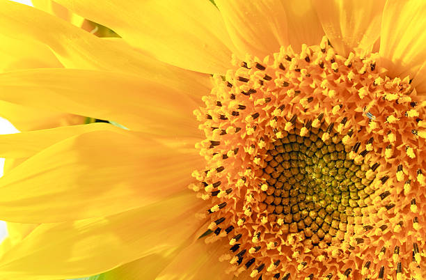 istock yellow sunflower fragment (background) 103979431