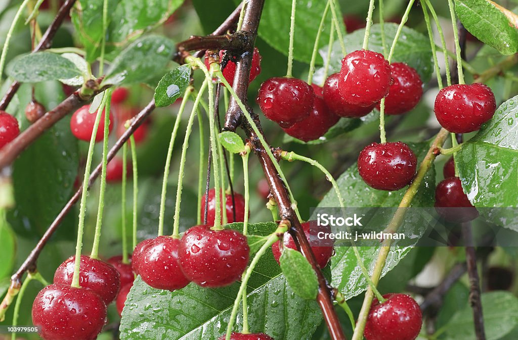 Веточка из Вишня-дерево с красной cherries - Стоковые фото Без людей роялти-фри