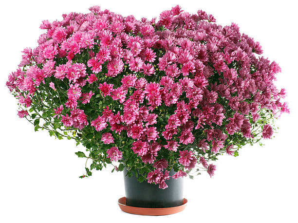 istock Chrysanthemums flowers in heart shape 103979665