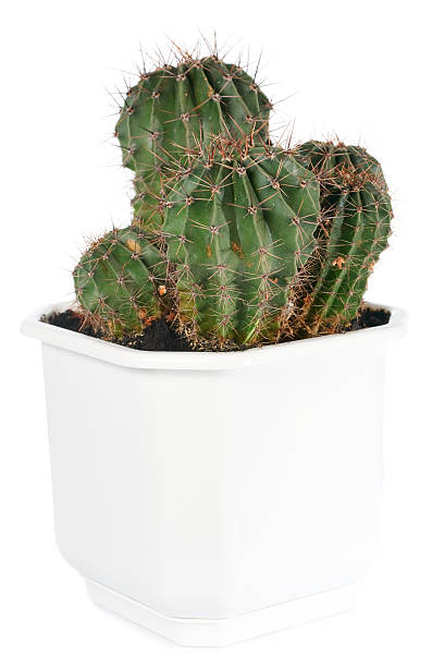 istock Thorny barrel cactus plant isolated on white. 103979734