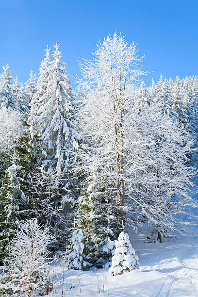 istock winter mountain landscape 103979829