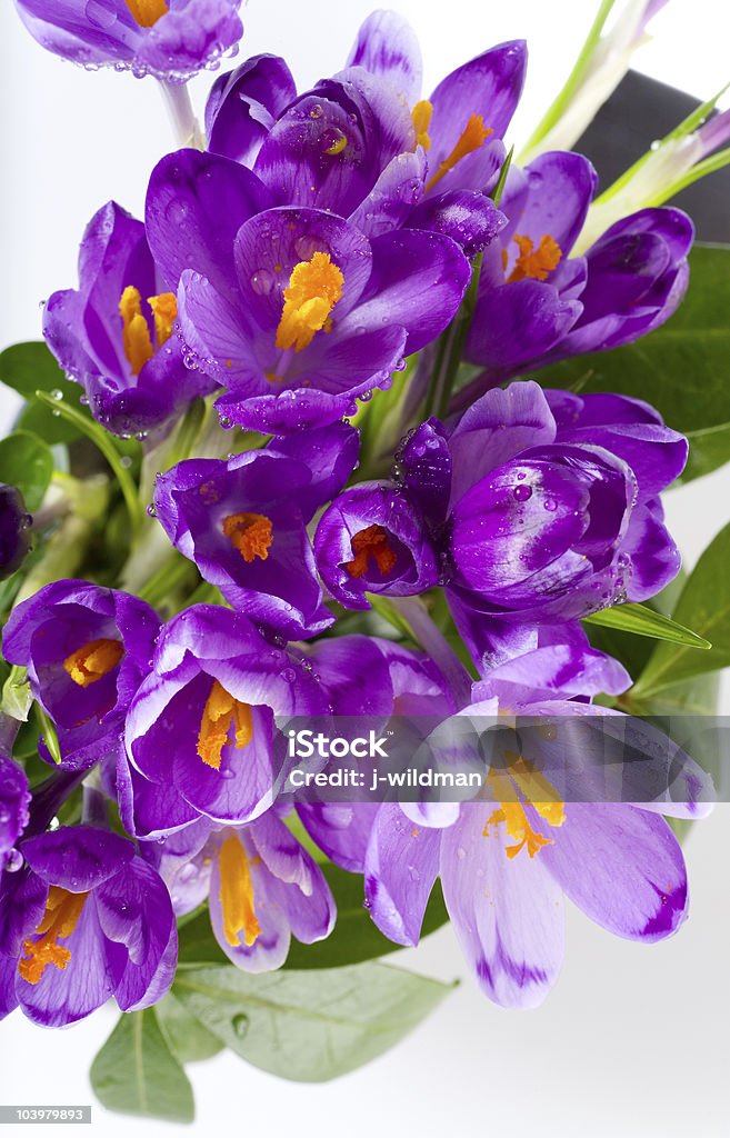 Azafrán de flor - Foto de stock de Armonía - Concepto libre de derechos