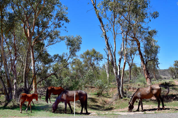 australia, northern territory, mcdonnell range, horses - northern territory macdonnell ranges australia eucalyptus imagens e fotografias de stock