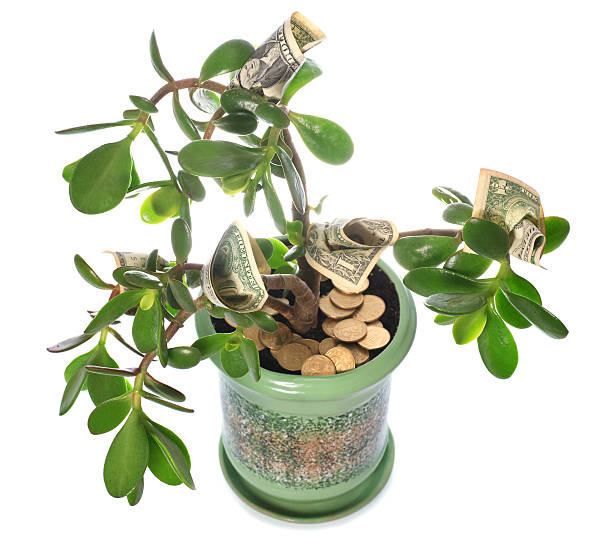 istock Jade plant with dollar bills isolated on white 103980031