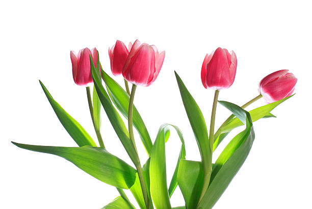 istock holiday tulips bouquet isolated on white 103980062