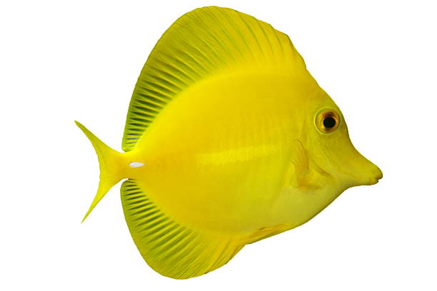 istock Tropical Fish Zebrasoma flavescens (on white) 103980470