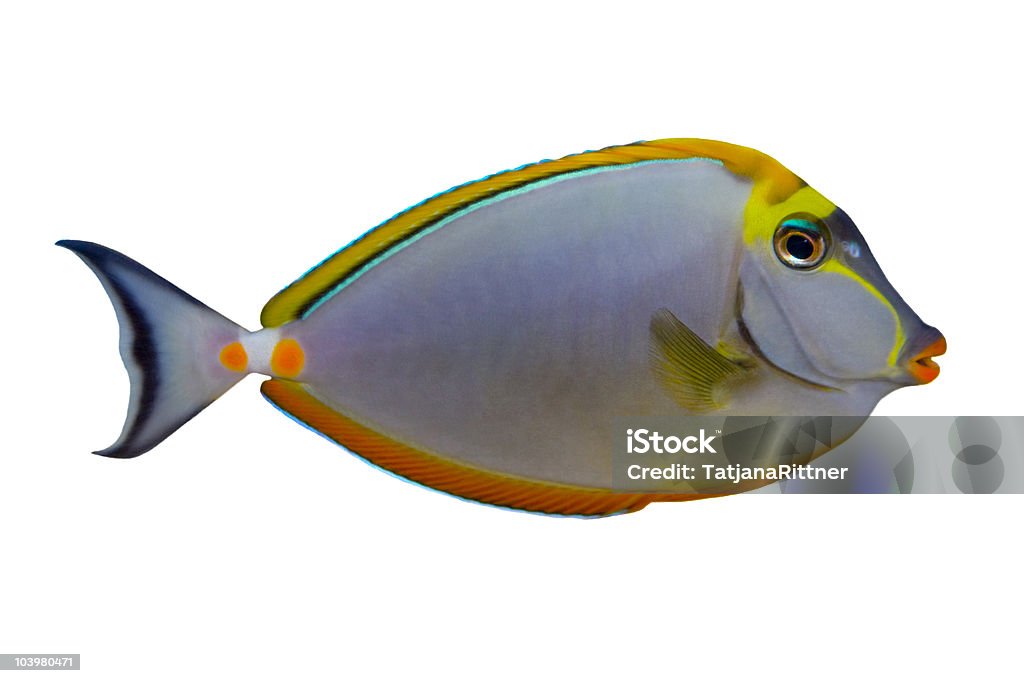 Pesci tropicali Naso Tang isolato su bianco - Foto stock royalty-free di Animale