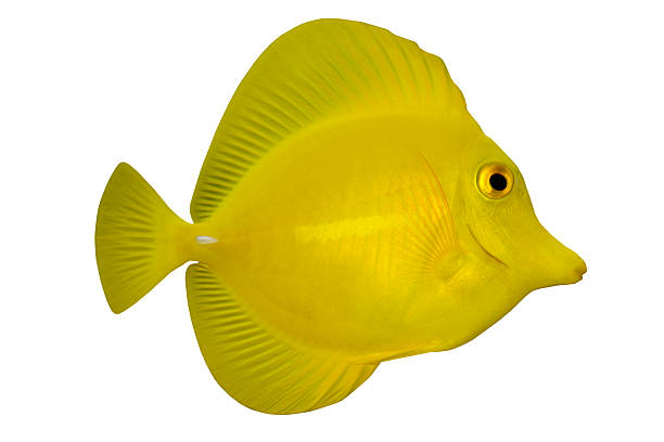 istock Tropical Fish Ctenochaetus truncatus isolated on white 103980498