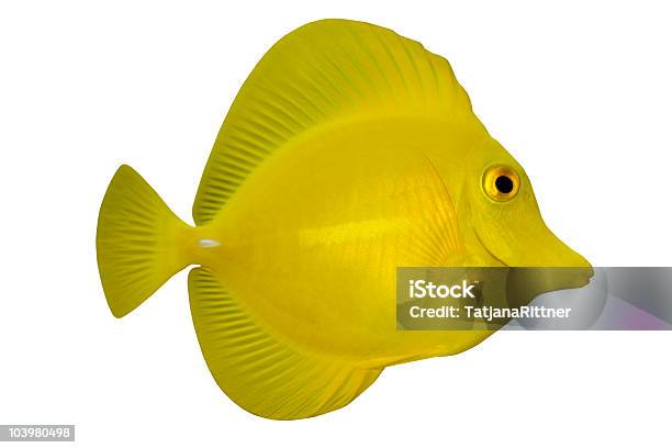 Foto de Peixes Tropicais Ctenochaetus Truncatus Isolada No Branco e mais fotos de stock de Exotismo