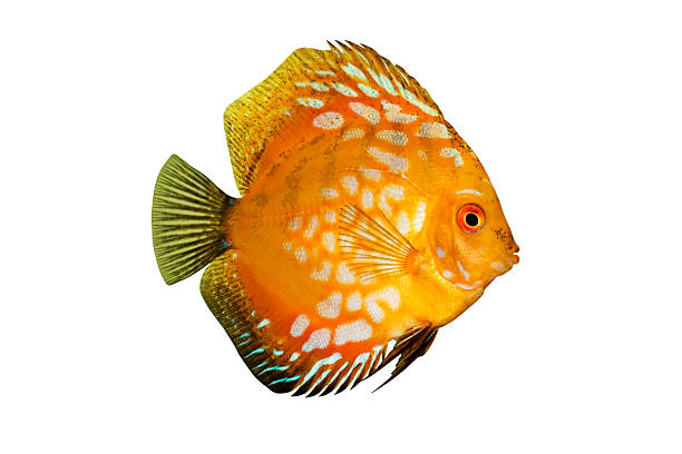 istock Colorful tropical Symphysodon discus fish isolated on white 103980754