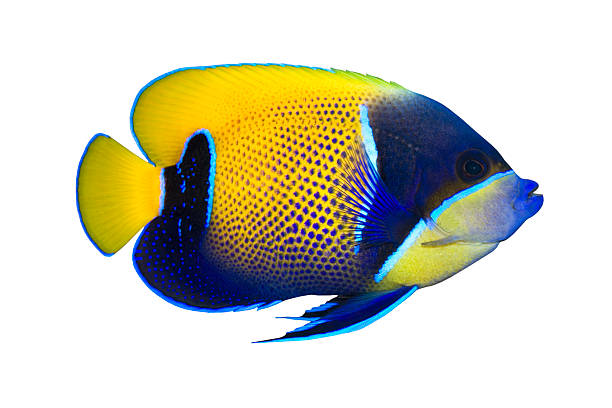 peixes tropicais pomacanthus navarchus isolada no branco - euxiphipops navarchus - fotografias e filmes do acervo
