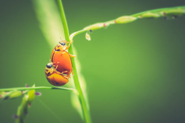 ladybugs on grass, ladybug is beautiful small insects on blurred green nature background